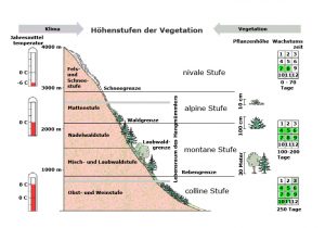 Claus Maywald Der kaukasische Hangmümmler